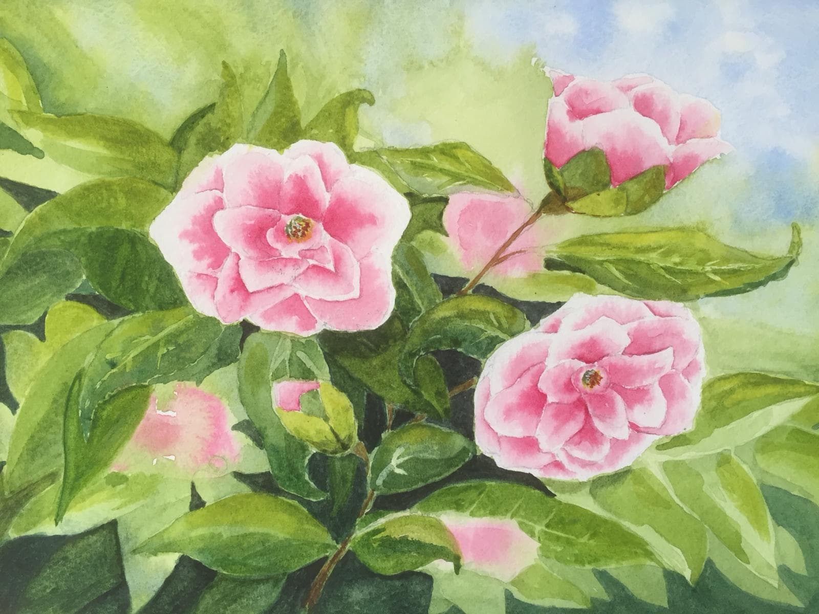 Camellia in watercolour